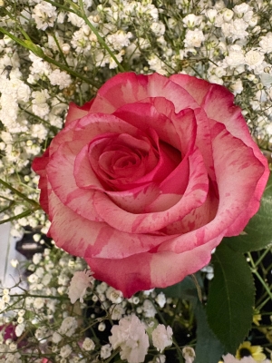 Dearest Gentle Reader