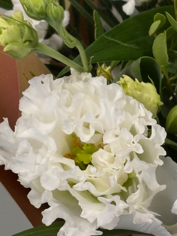 Exquisite Whites