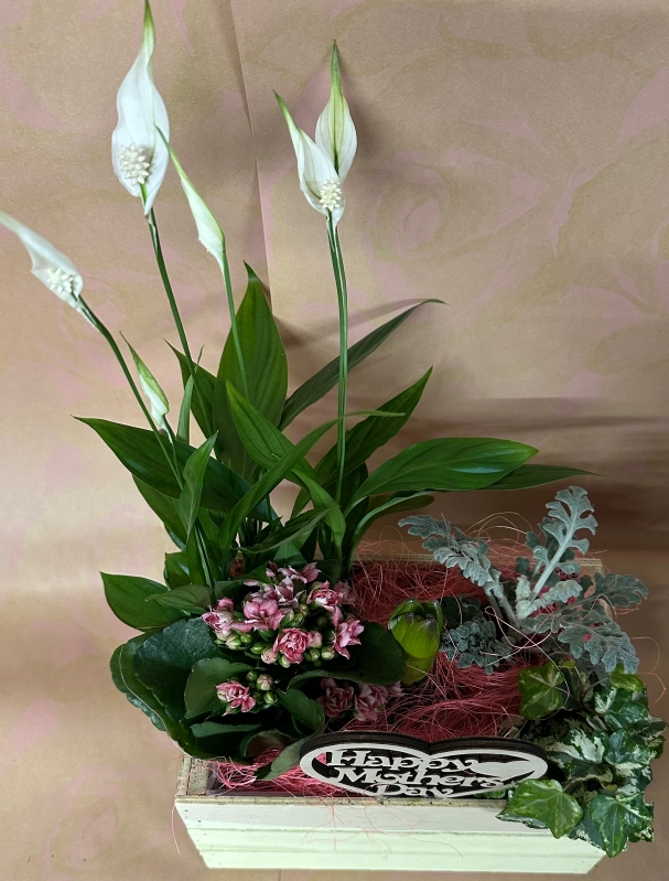 Mother's Day Indoor Planter