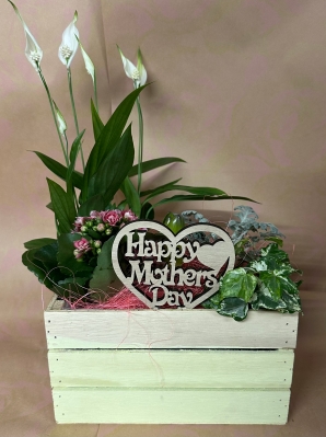 Mother's Day Indoor Planter