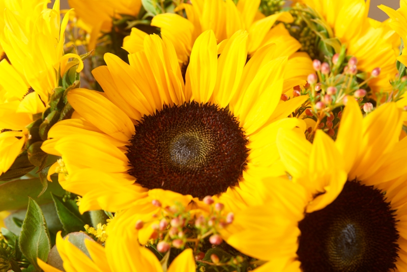 Sunflower Surprise