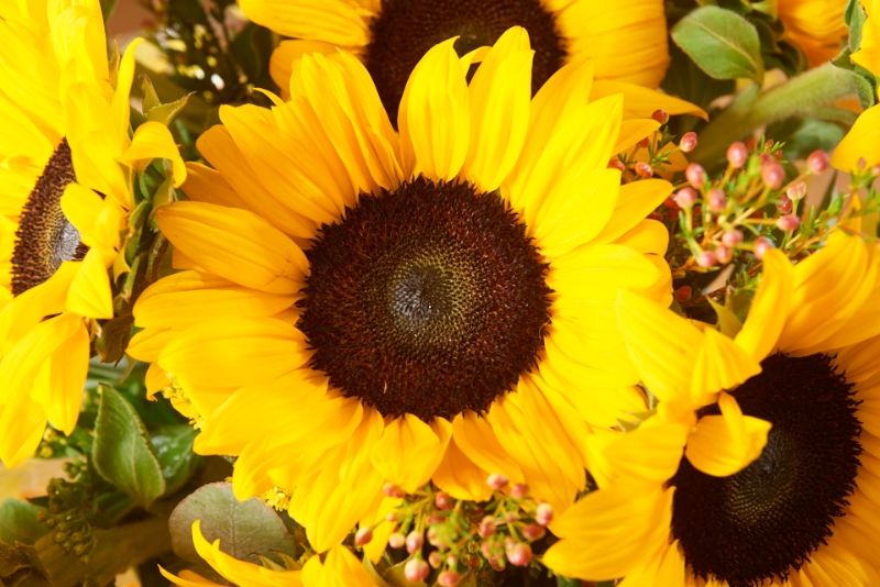 Sunflower Surprise