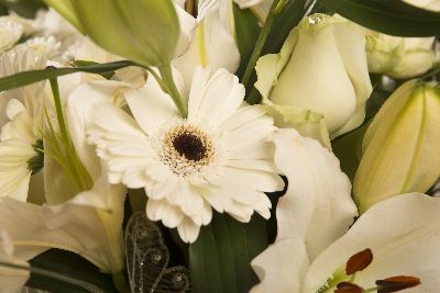 Classic white