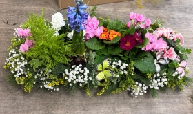 Planted  Living Coffin Spray