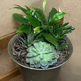 Succulent Indoor planter