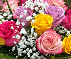 12 Mix colour roses