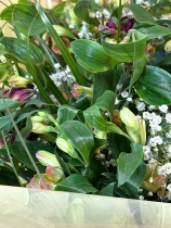 All about the Alstro