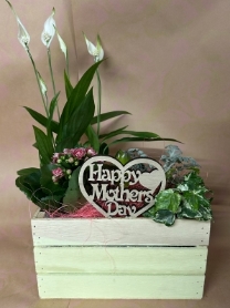 Mother's Day Indoor Planter