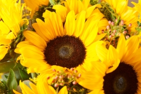 Sunflower Surprise