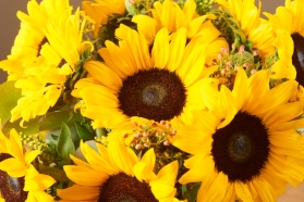 Sunflower Surprise