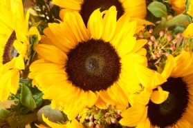 Sunflower Surprise