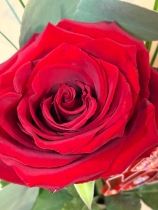 Valentine's Single Red Rose with vase