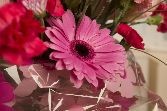 Simply Pinks