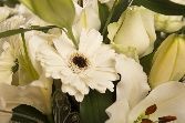 Classic white