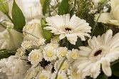 Classic white